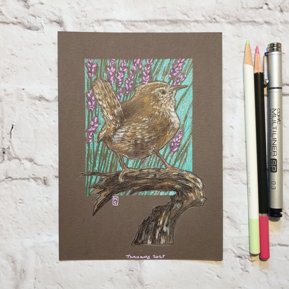 A small drawing of a wren bird sitting on a branch with a background of lavender.
The wren is easily recognised by its small, round, plump shape and its distinctive small chestnut-coloured tail which is almost continuously cocked up. An adult wren weighs about the same as a £1 coin. They are one of the lightest birds found in Britain.
An original art work
Colour pencil and mixed media on acid free toned artist paper
5 by 7 inches (12.7 by 17.8 cm).
Sold unframed