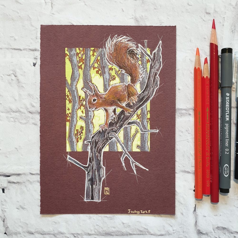 A small original drawing of a red squirrel climbing down a branch. The drawing has a woodland scene background. It is on burgundy toned paper.
The red squirrel is the UK's only native squirrel species, and was once a common sight. But for decades red squirrels have been in decline.
An original art work
Colour pencil and mixed media on acid free toned artist paper
5 by 7 inches (12.7 by 17.8 cm).
Sold unframed