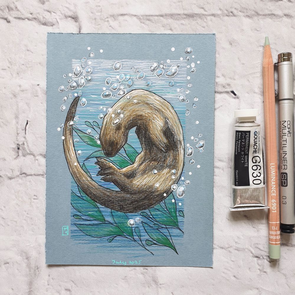 A small colour drawing of an otter swimming around in a circle, there are bubbles and plants in the water. The drawing is on blue paper.
The sinuous otter is an excellent swimmer and can be seen hunting in wetlands, rivers and along the coast of the west coast of Scotland. The Isle of Skye is a special place for them.
An original art work
Colour pencil and mixed media on acid free toned artist paper
5 by 7 inches (12.7 by 17.8 cm).
Sold unframed