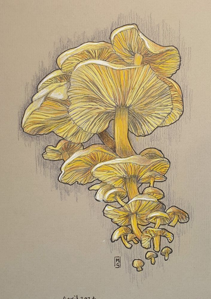 A colour drawing of a cluster of yellow mushrooms of various sizes in a lively artistic composition.
An original art work, please note that the frame is not included.
Colour pencil and mixed media on acid free toned artist paper
5 by 7 inches (12.7 by 17.8 cm). This is a standard photo size in the UK and USA and should be easy to DIY frame.
Sold unframed