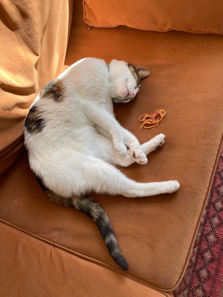 Sacha le chat qui sieste au soleil