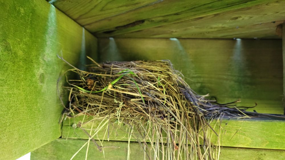 A robin nest under the deck