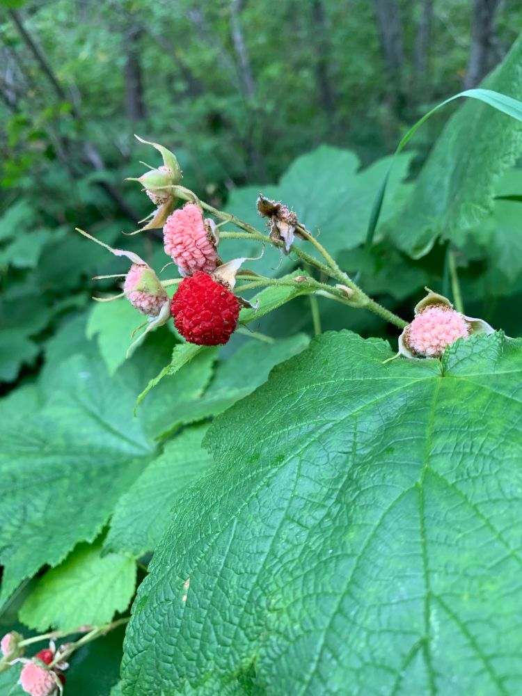 Red and white thimbleberries peeking out over broad green leaves