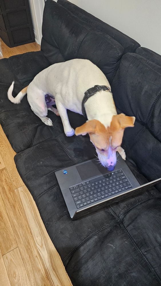 My dog looking at the screen on my work laptop