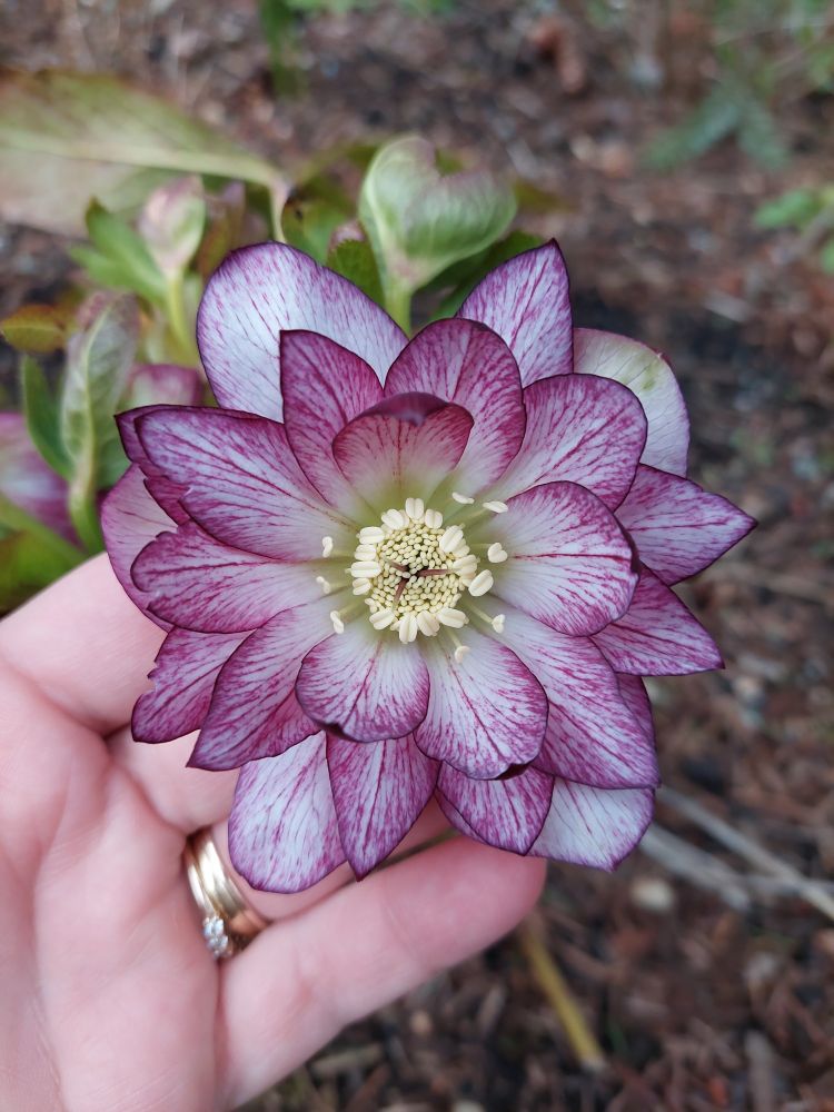 Many sharp-tipped petals, white with heavy magenta picotee