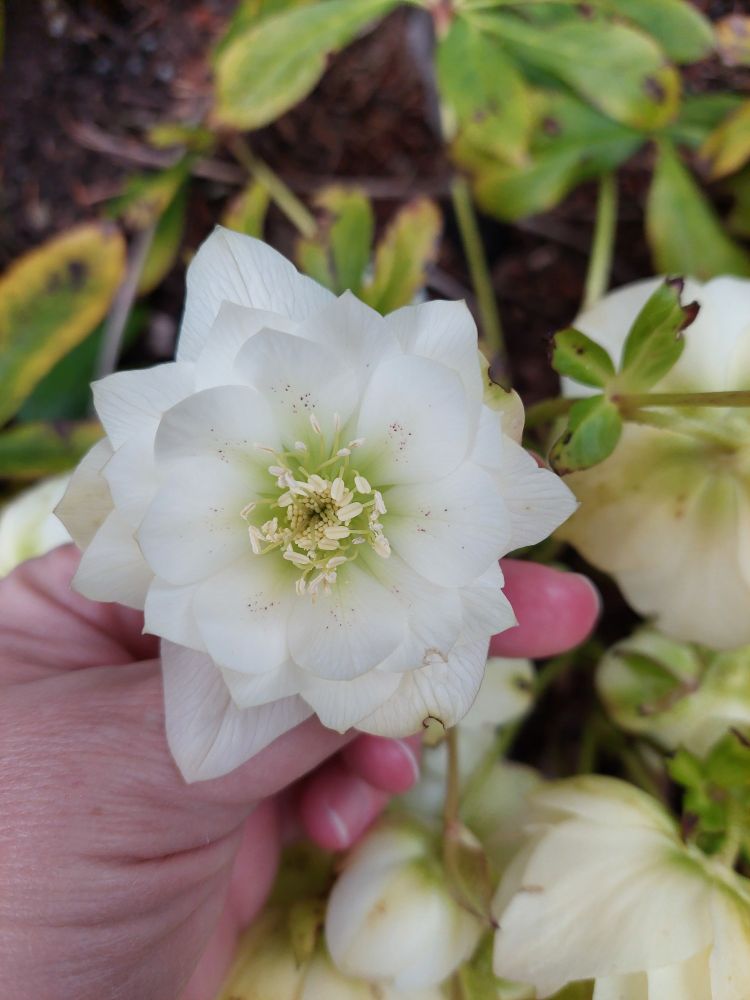 Mostly white, many fat petals, an ethereal scattering of magenta freckles