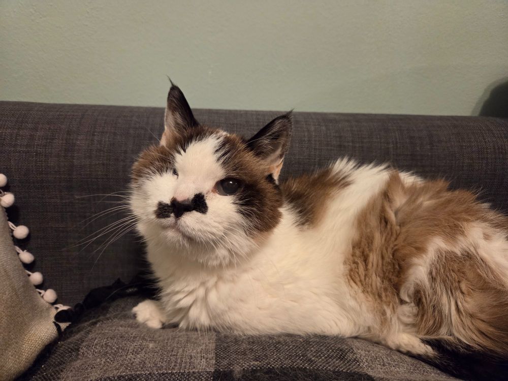 An extremely old brown and white kitty who looks like a teddy bear that's been hugged too hard, too often.