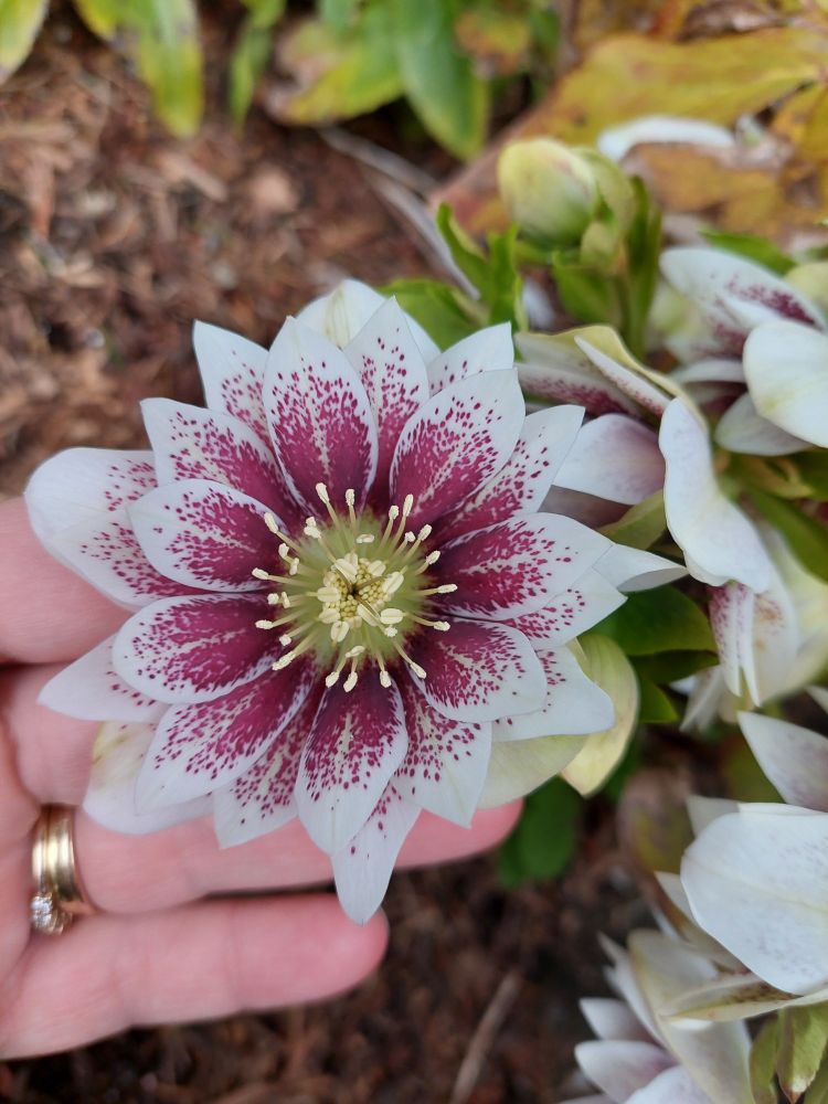 Many sharp petals, white with deep magenta throats that peter out into speckles