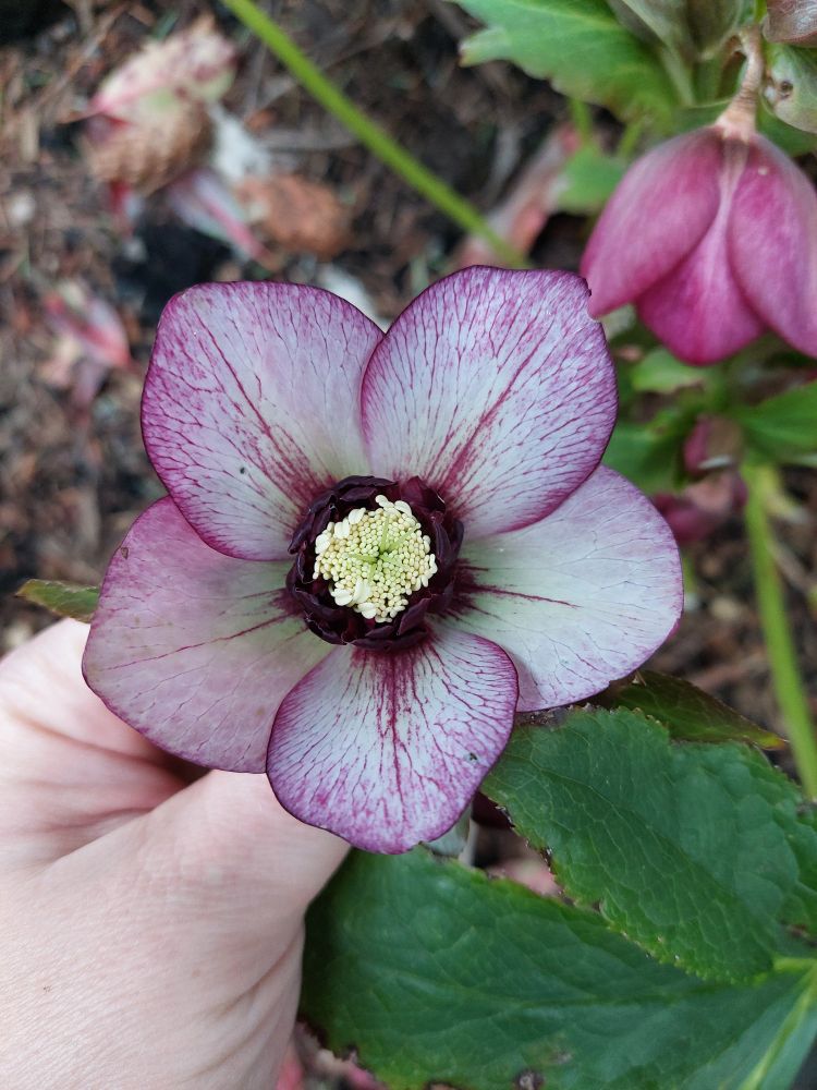 Five white petals with heavy magenta picotee, a tight purple internal collar
