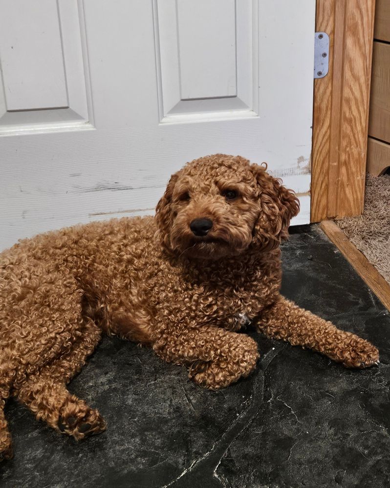 A small golden doodle is laying on the dark gray cement floor. She is staring at OP as if to say "are you done yet"