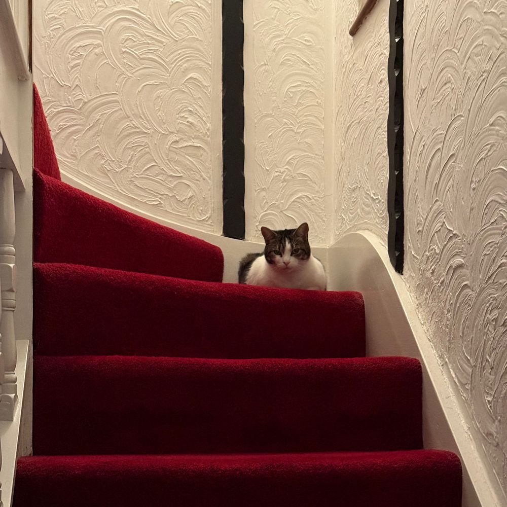A cat judging the viewer, while sitting on red carpeted stairs.