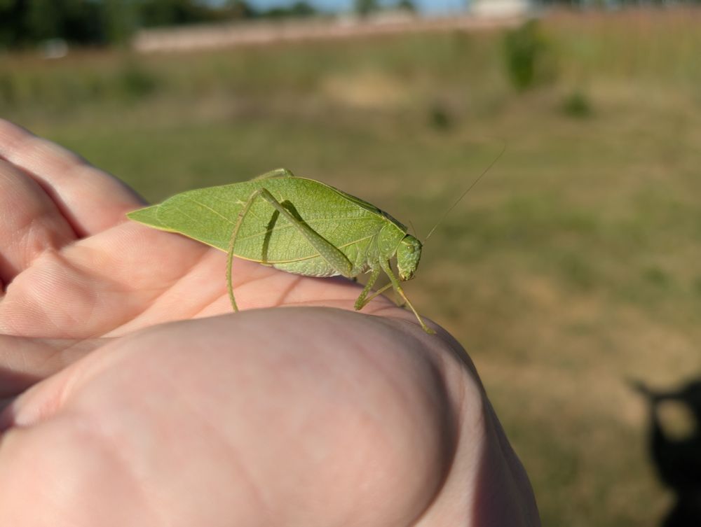 Photograph of a large angle-winged katydid standing on the palm of a hand