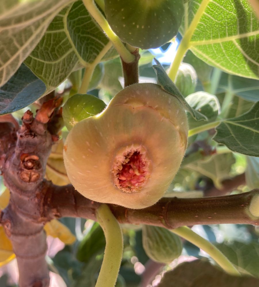 a totally prolapsed fig still on the branch. little dude is just straight blown out, pink ribbled flesh spilling out. such a provocative image amongst the sleepy foliage of the fig tree