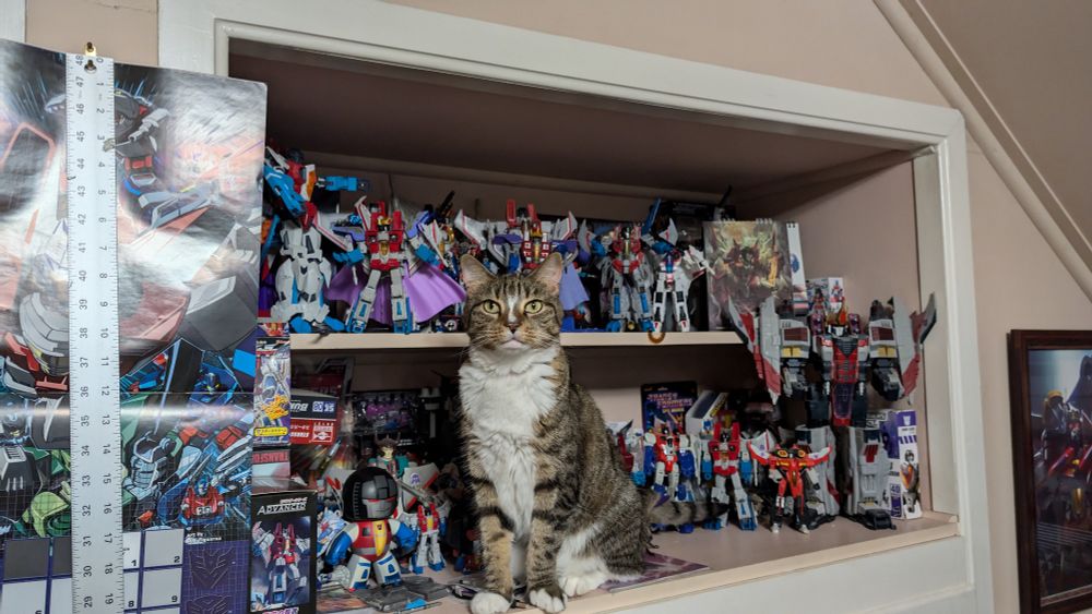 A mackerel brown tabby with white chest sitting proudly amongst a built-in wall shelf displaying two shelves' worth of Starscream figures. 