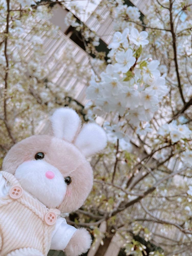 お花咲いてたから一緒に撮ったよ