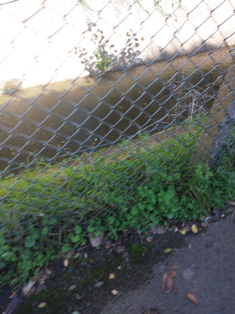 a blurry hedge and chain fence