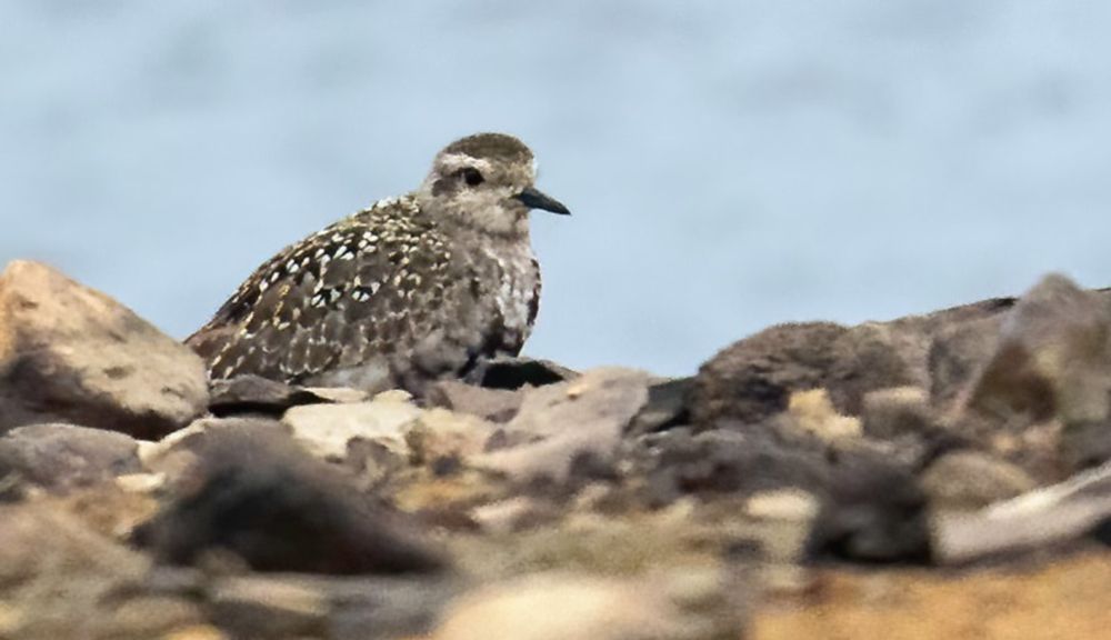 Autumn Wryneck and an influx of Great Whites