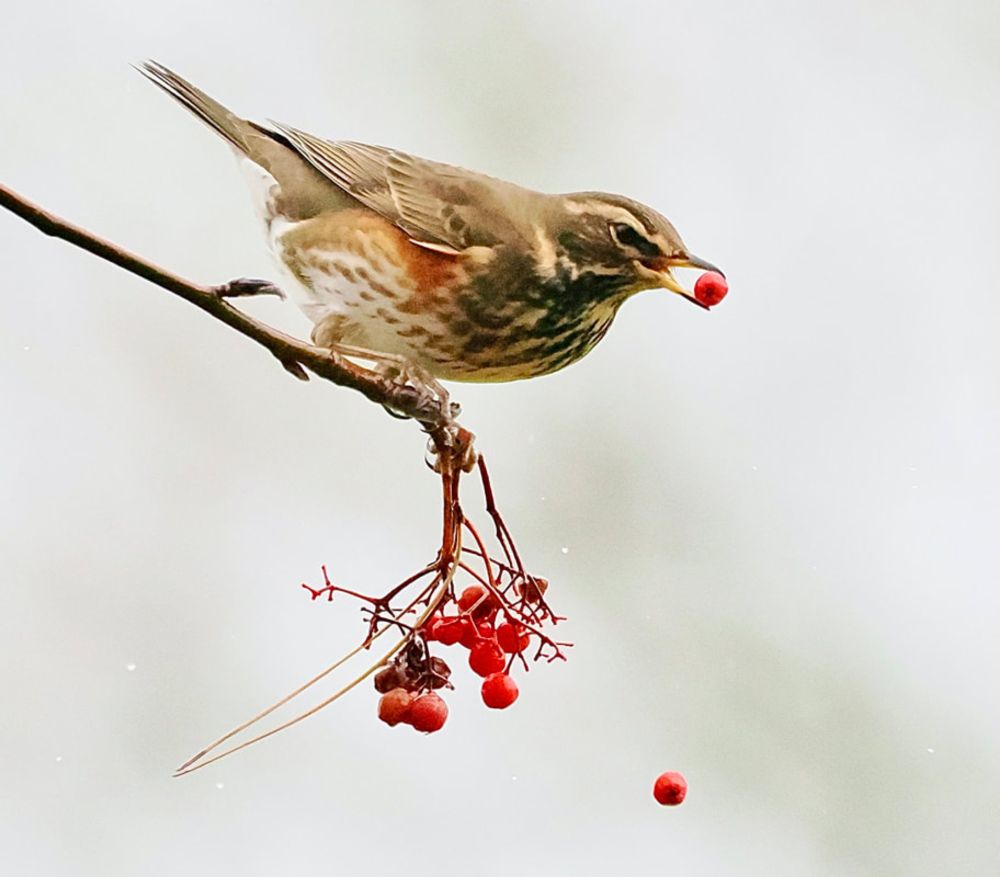 Redwings and warblers arrive on Arctic winds