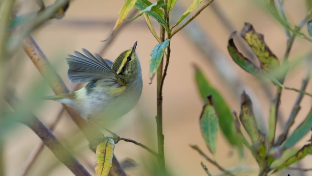 Which is Europe’s smallest bird?