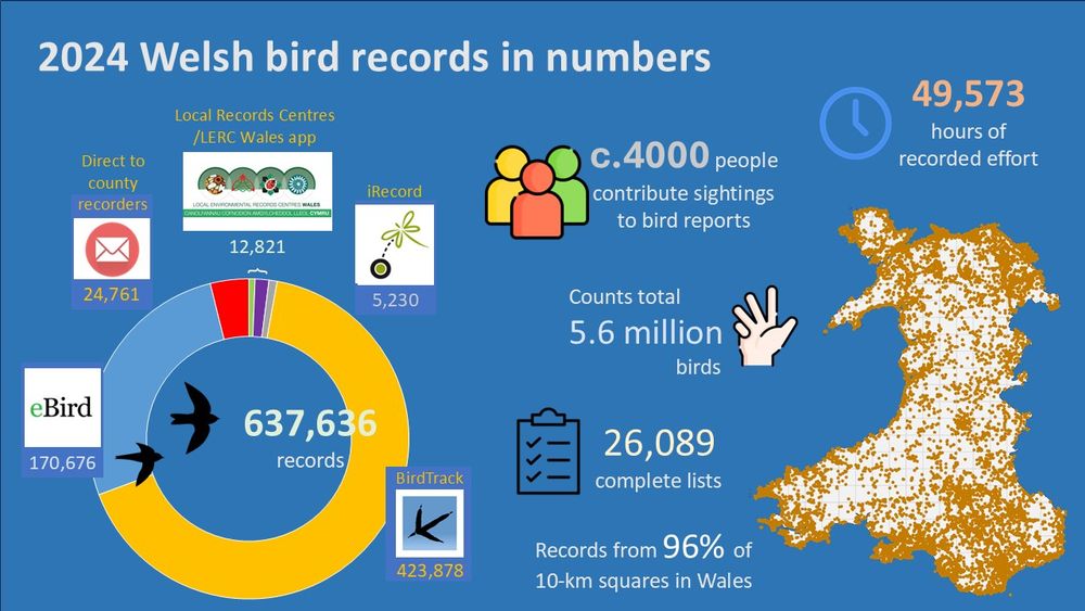 Slide shows the number of bird records (not including those from structured surveys) contributed by birdwatchers in Wales to the national record through a variety of channels in 2024. Of 637,636 records, 67% were collected through BirdTrack, 27% through eBird, 4% directly to county bird recorders, 2% through the four Local Environmental Records Centres and the LERC Wales mobile app, and <1% through iRecord (figures are rounded). It is estimated that around 4000 people contributed records, making counts equivalent to 5.6 million birds. A map - produced by the British Trust for Ornithology - shows all the locations in Wales from which BirdTrack and eBird records were submitted. There was almost complete coverage around the coast and in the main river valleys but far fewer in the uplands of mid, west and north Wales. In total, records came from 277 of the 282 (96%) 10-km squares. The two main recording apps provided 26,089 complete lists which is the most useful way of providing records, during 49,573 hours of recording effort. Massive thanks to everyone who contributes, even bigger thanks to county recorders who manage all this data. My thanks to Simon Gillings at BTO, Sarah Woodcock at BIS on behalf of LERC Wales and all the county recorders who provided estimates.