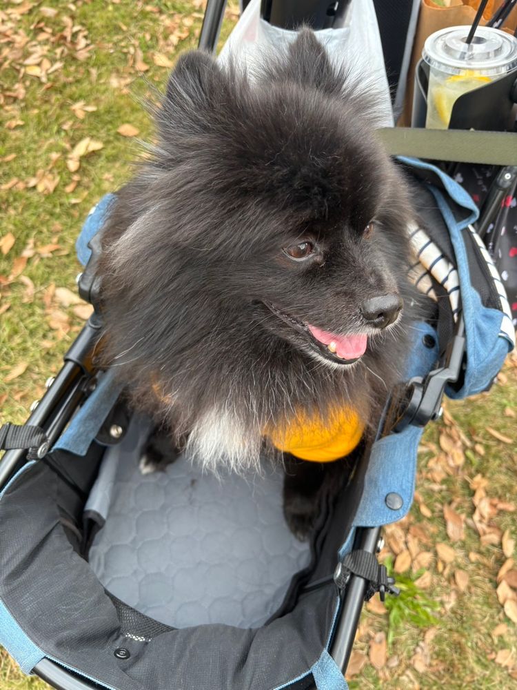 姿勢を崩したポメラニアンの横顔。