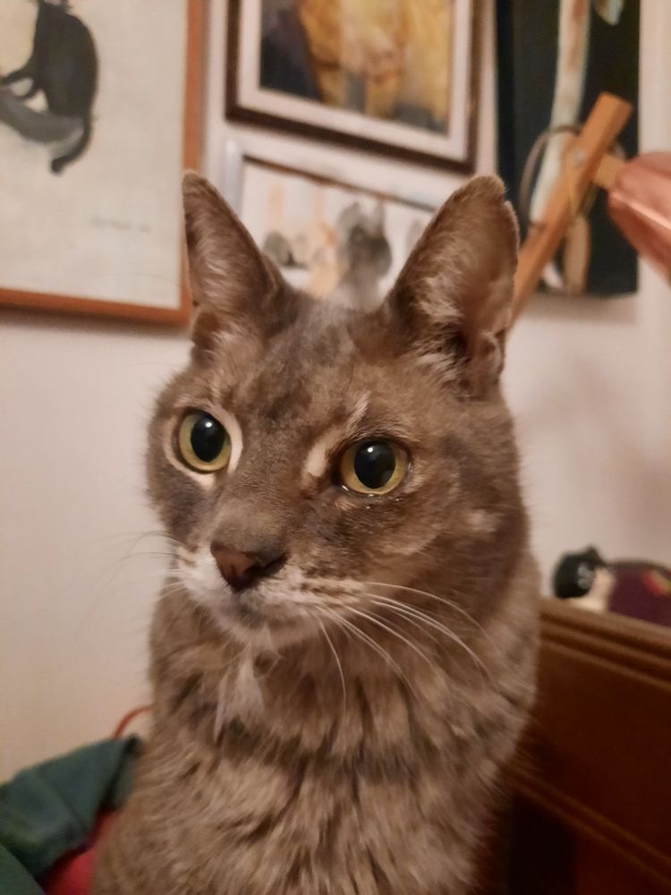 A small, gray, adult cat with big yellow eyes sitting on a bed. She has a tuft of belly fur hanging from her mouth