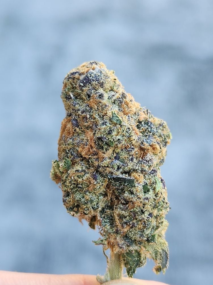 Cannabis bud of Rockstar cultivar.
