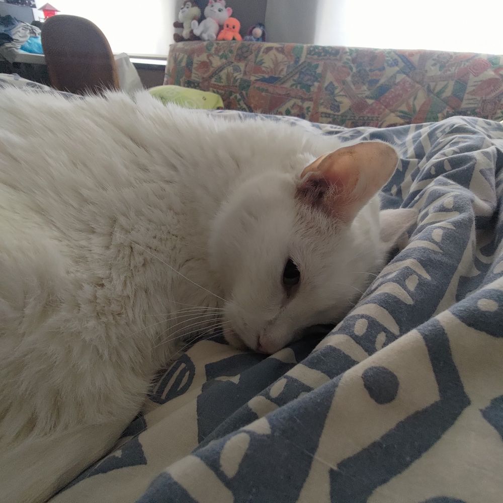 Gros plan sur la tête du chat qui dort sur le lit