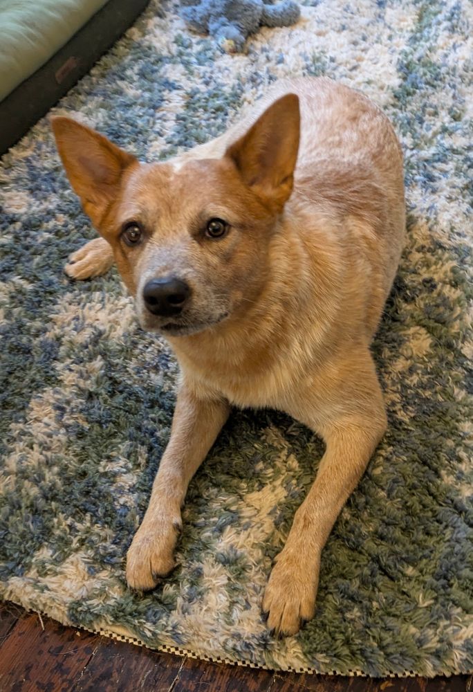 Hero the heeler pup on a shaggy rug