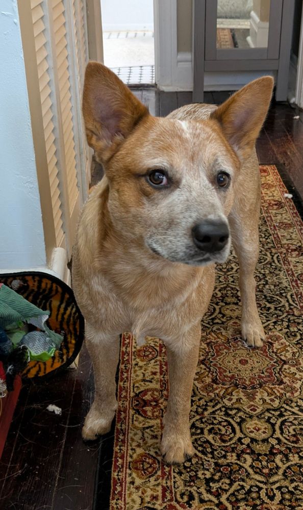Hero the red heeler dog stands in a hallway entrance next to his toy box