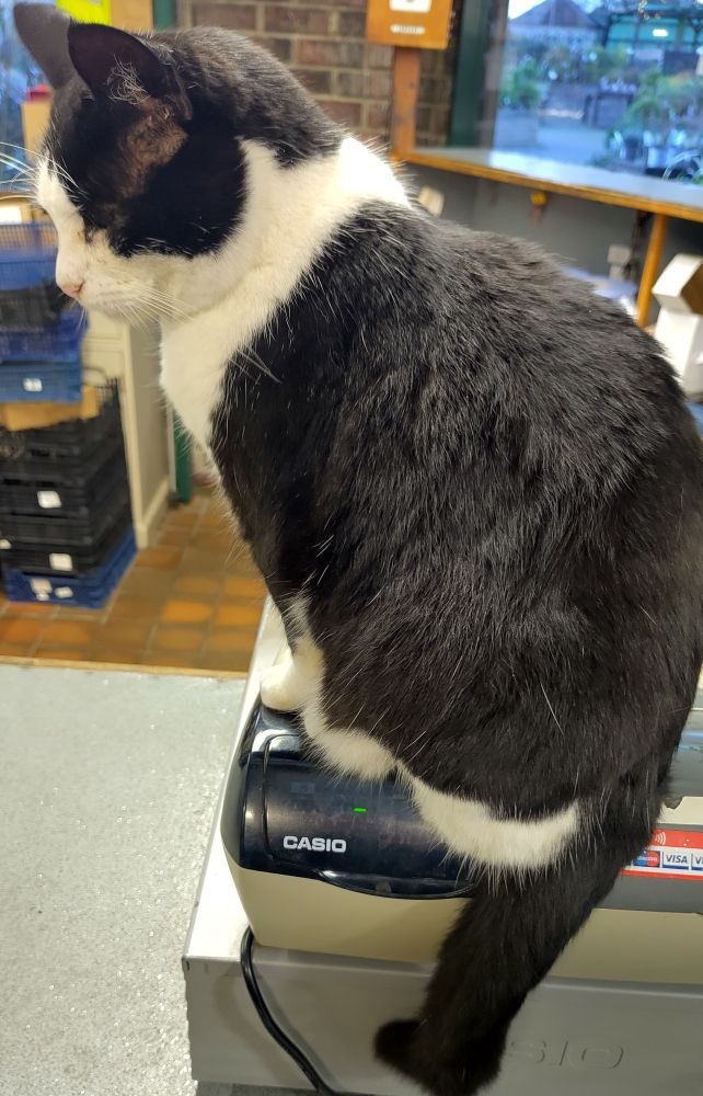 Black and white cat sat on top of a till in a shop