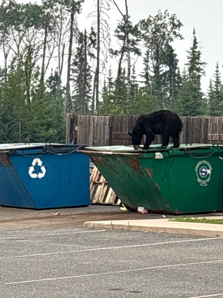 Black bear on top of hotel garbage bins