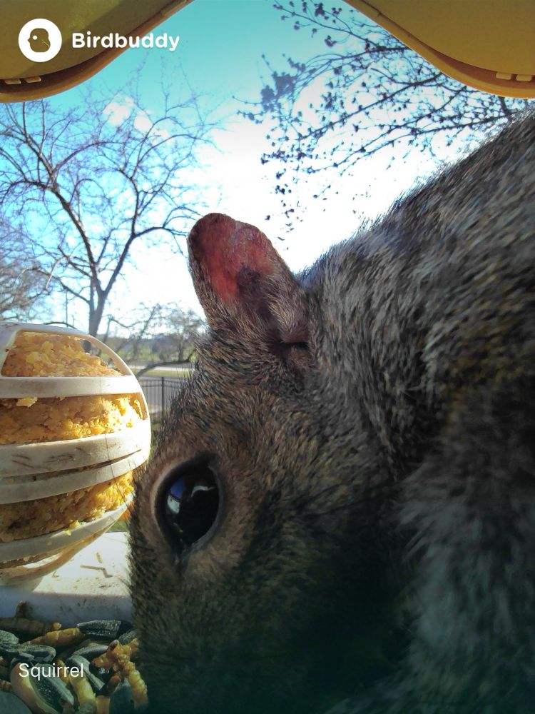 A squirrel enjoying some bird food to the chagrin of the bird feeders owner.