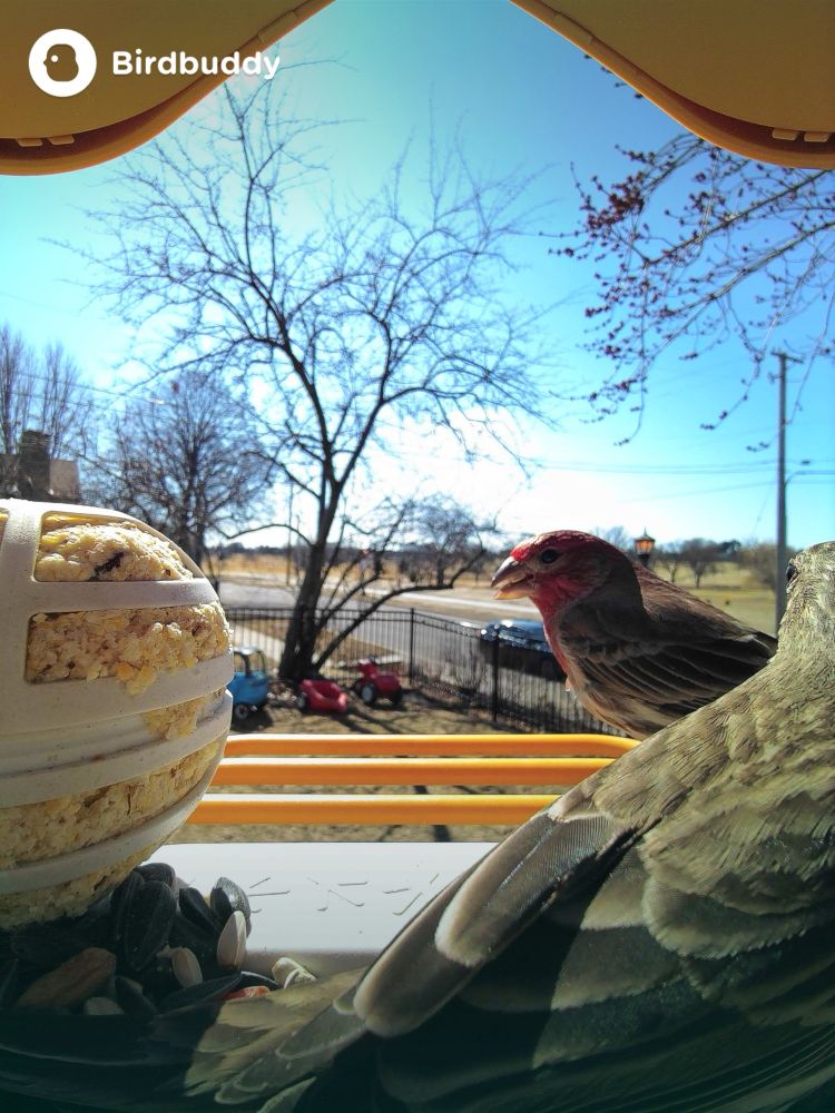 Two house finches on a bird feeder