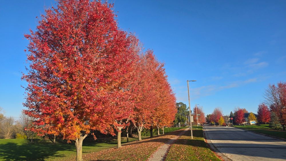 Fall trees full of color