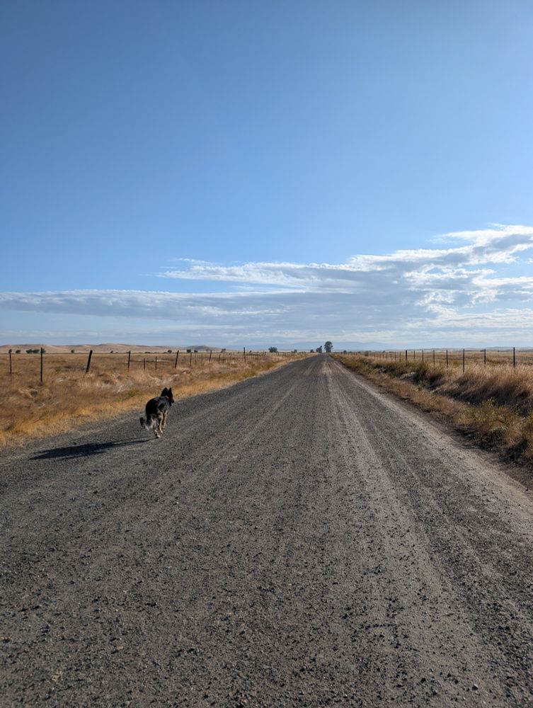 A big, black German Shepherd runs down a long straight dirt road, which fades into the distance. Sun bleached long grass grows in fields on either side, lined and is separated from the dirt road by a thin barbed wire fence. Very blue sky and white clouds fill the rest of the field of view. A calm, quiet and largely empty place for dog and owner to have a morning walk.