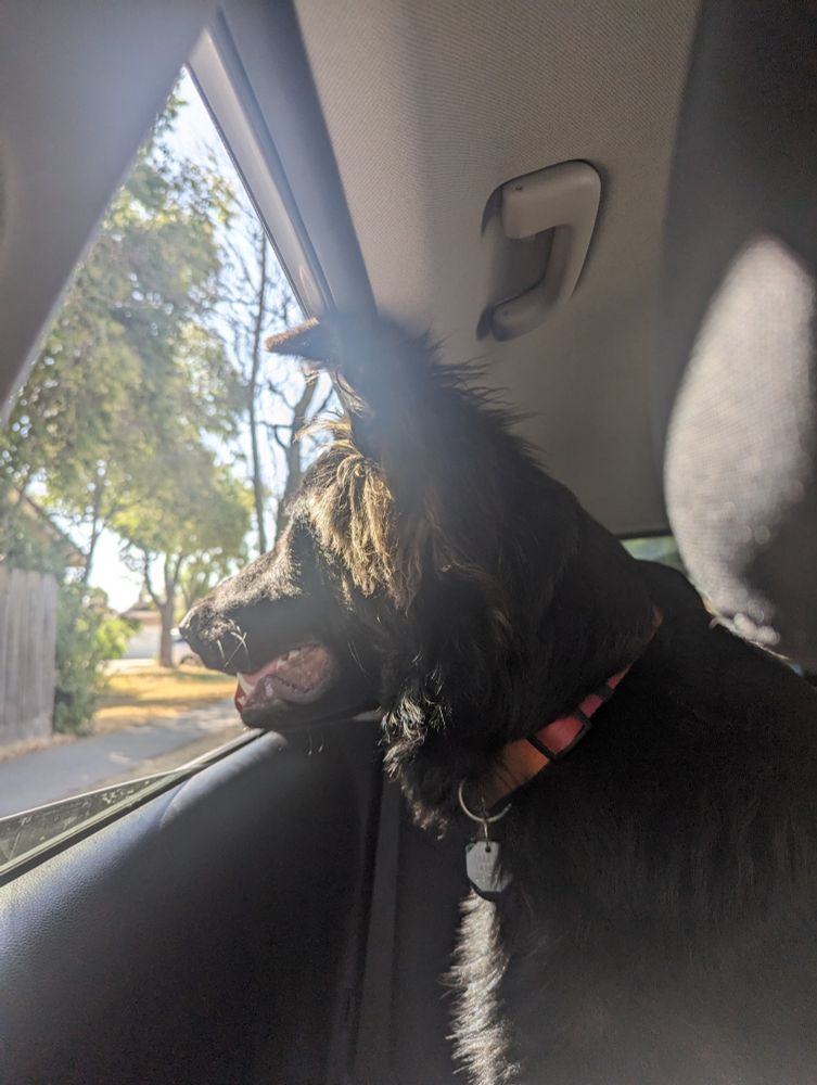 Big black German Shepard puppy with his face out the window but his ears further bent over at the tips, caught inside the car because they are too big to easily fit outside the window.