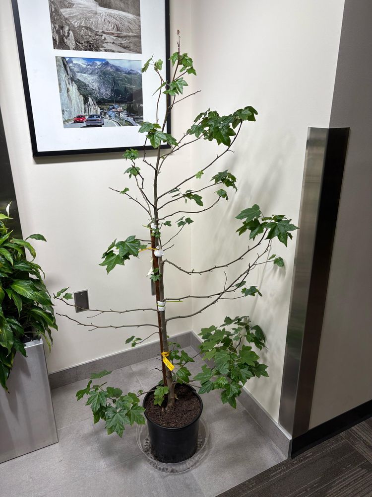 À Little 4’ sweet gum tree in a small pot in the corner inside. It looks healthy with its star shaped leaves sprouting. 