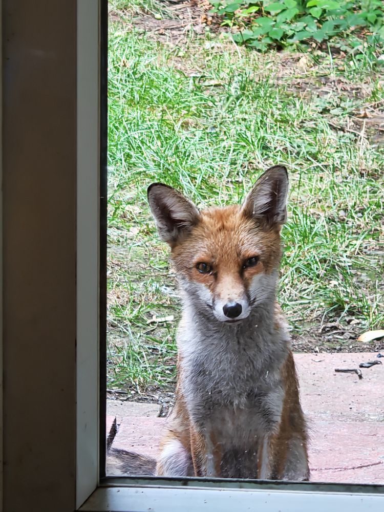 Mature, male fox sat on the door step, peering through the glass, into the house. 