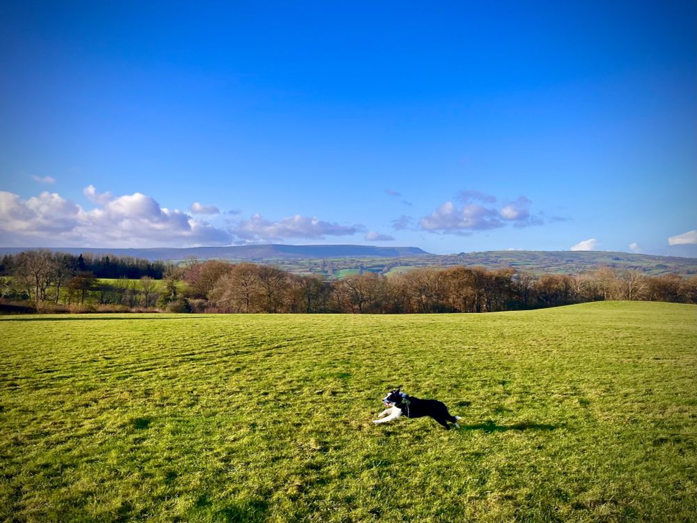 Border Collie and Hay Bluff in the background 