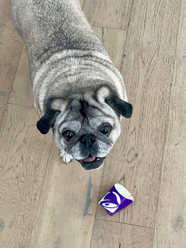 pug in front of empty taco bell container with a face that says “we’re all trying to find the guy who did this”
