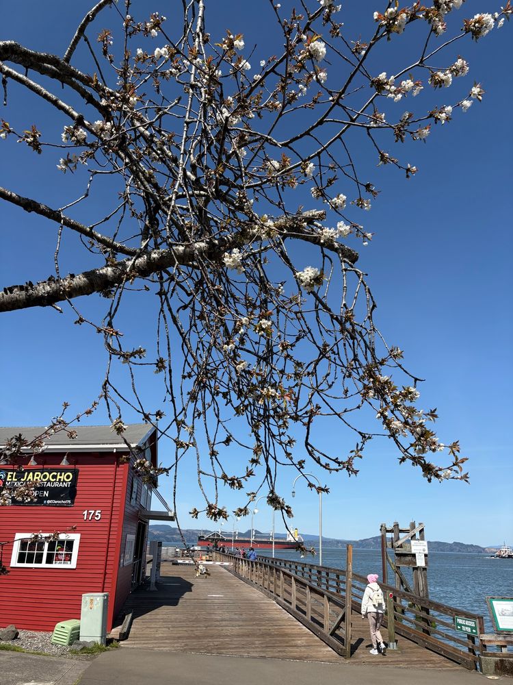 Sun on Sunday in spring, Astoria, Oregon, view of a red building, and a doc on the shore of the Columbia river, with a ship on the river and a person walking onto the dock. White buds and blooms on branches in the foreground.