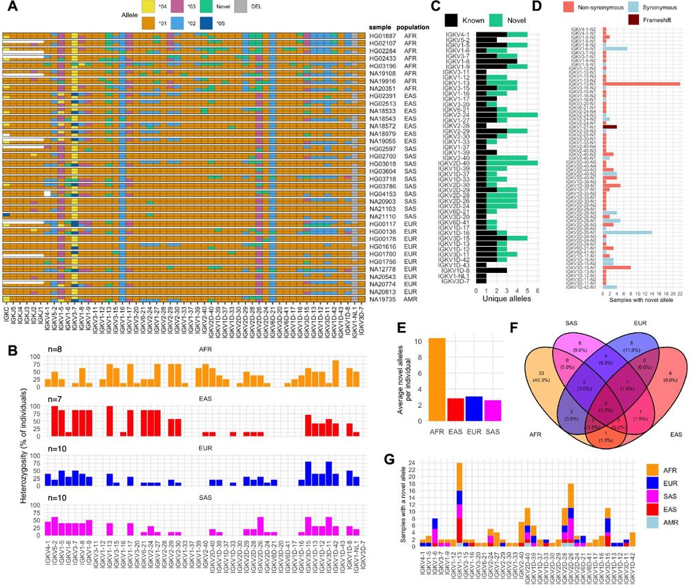 Resolving haplotype variation and complex genetic architecture in the human immunoglobulin kappa chain locus in individuals of diverse ancestry