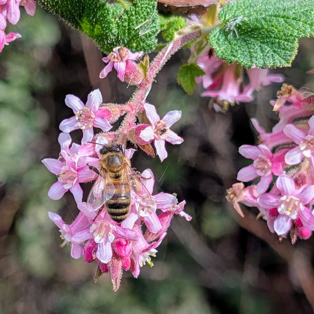 Honeybee feeding on the small pink flowers of Ribes malvaceum, a California native plant.