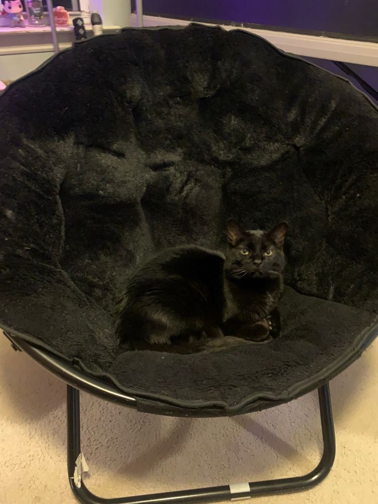 a black round hair with our cat Nidalee, a black cat with green/yellow eyes, laying on it 