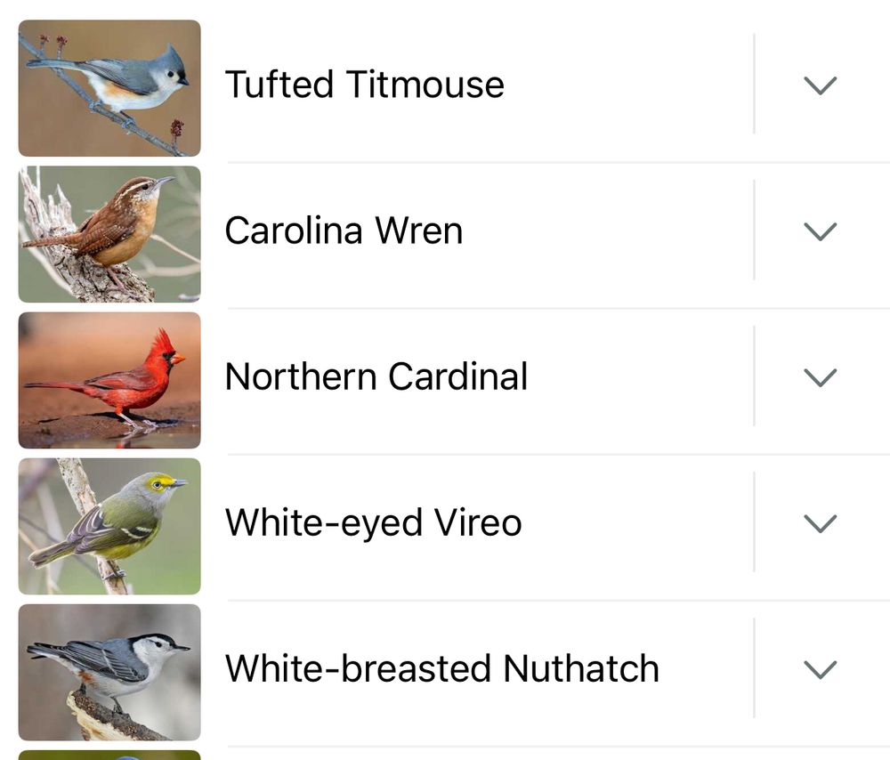 Birds detected by Merlin app on 10 minute walk
