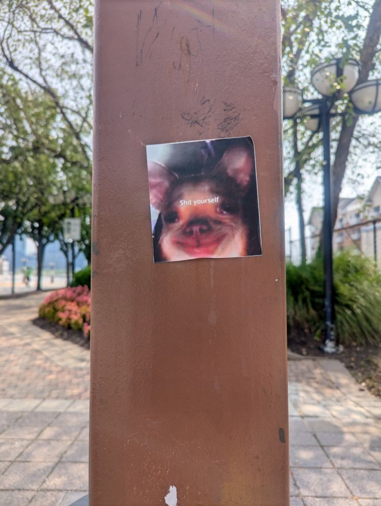 Sticker of chihuahua telling you to shit yourself