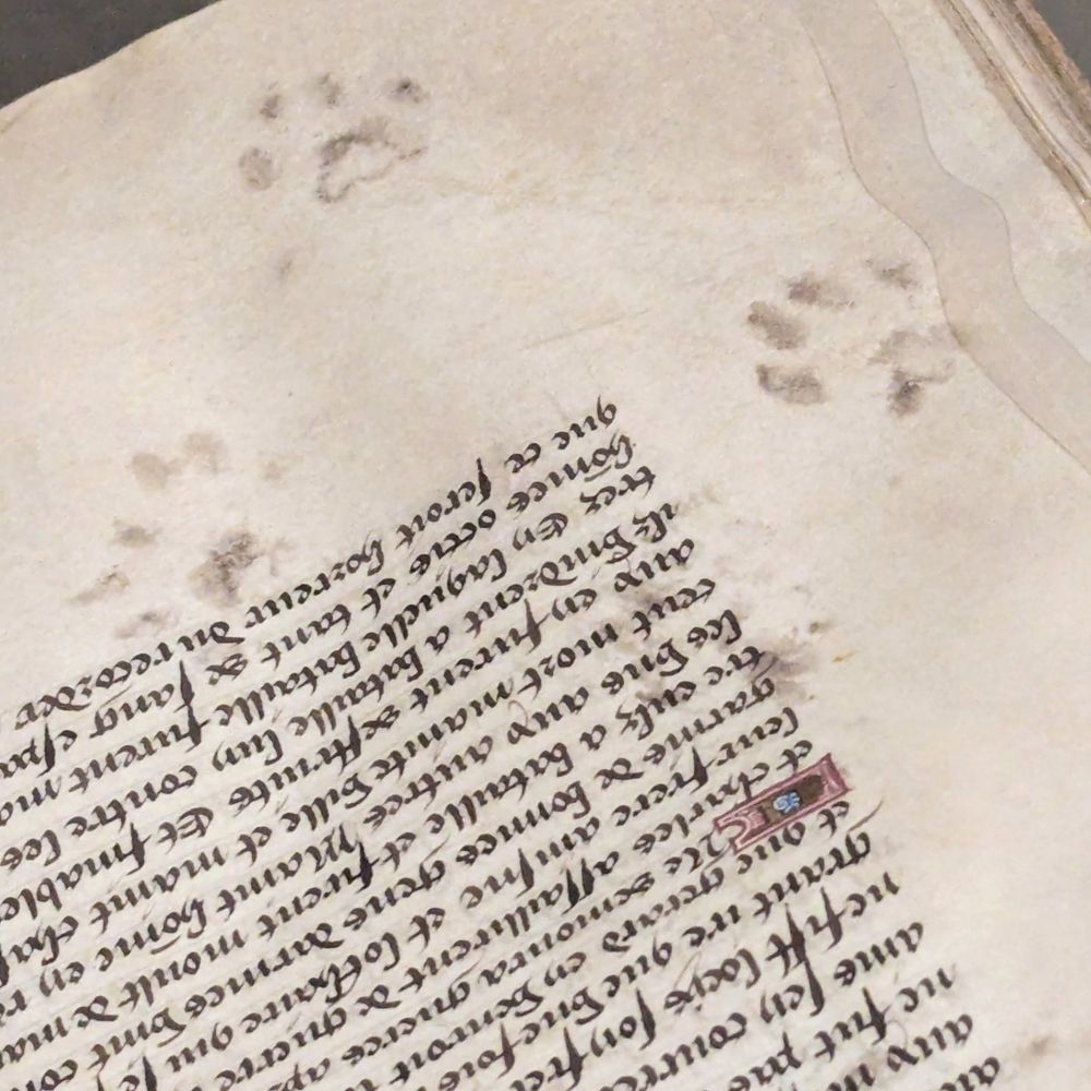 Illuminated manuscript perfected by cat