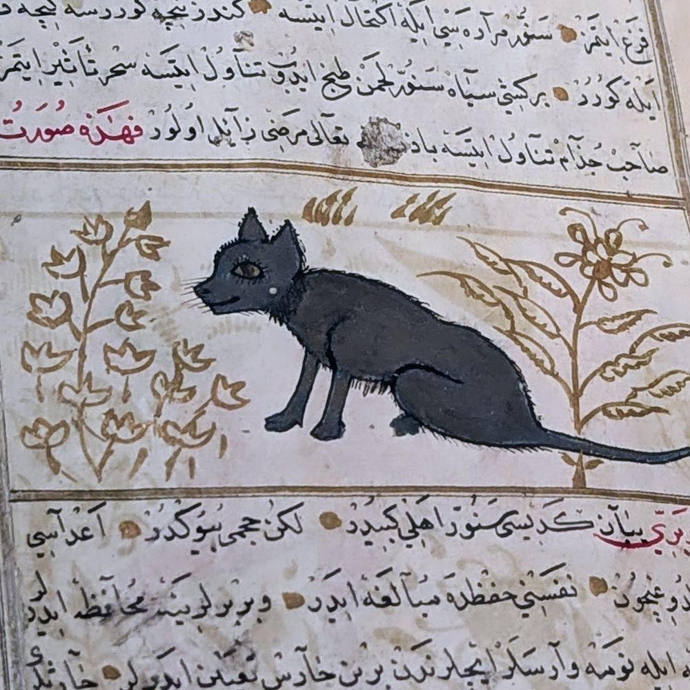 Black kitty in Turkish manuscript