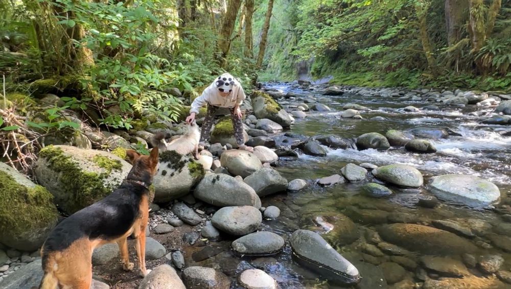 An awesome human in an animal hat pets a white and grey kitty on the bank of the Salmon River in the PNW. The kitty is standing on a ~2-foot boulder and is reaching up for head scritches. A brown and black dog is a few feet down the bank looking out at the River. There are many boulders in the River which create a textured water flow with areas of white, and the River is surrounded by a rich forest of ferns, logs, moss, wood sorrel, trees, and other greenery.